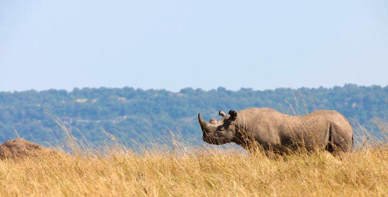 The Ext-ROAR-dinary Guide to the Big Five - TravelGround Blog