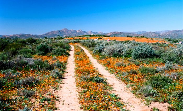 Your Guide to the South African Spring Wildflowers - TravelGround Blog