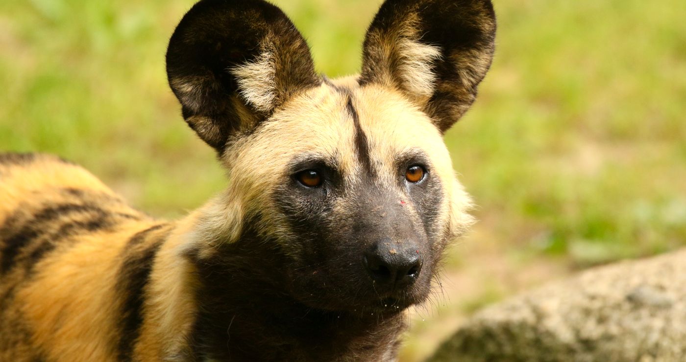 Close up of an African Wild Dog | Flickr Close up of an African Wild Dog | Flickr