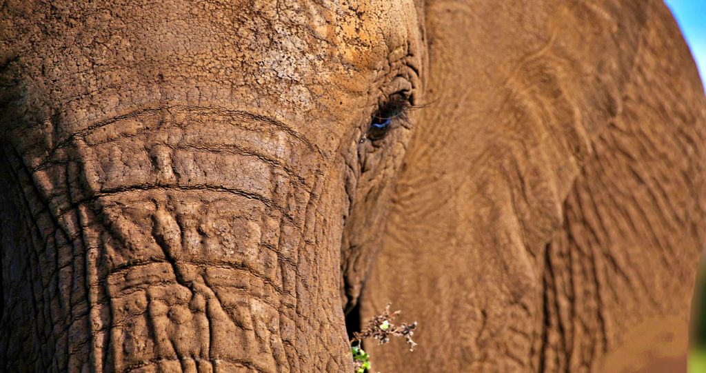 Knysna Elephant Park