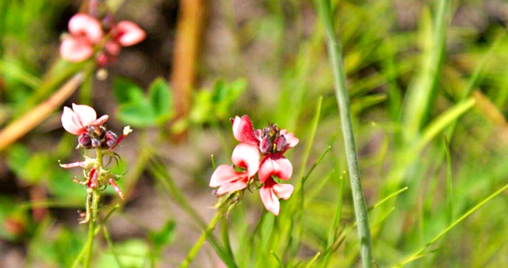 indigofera erecta