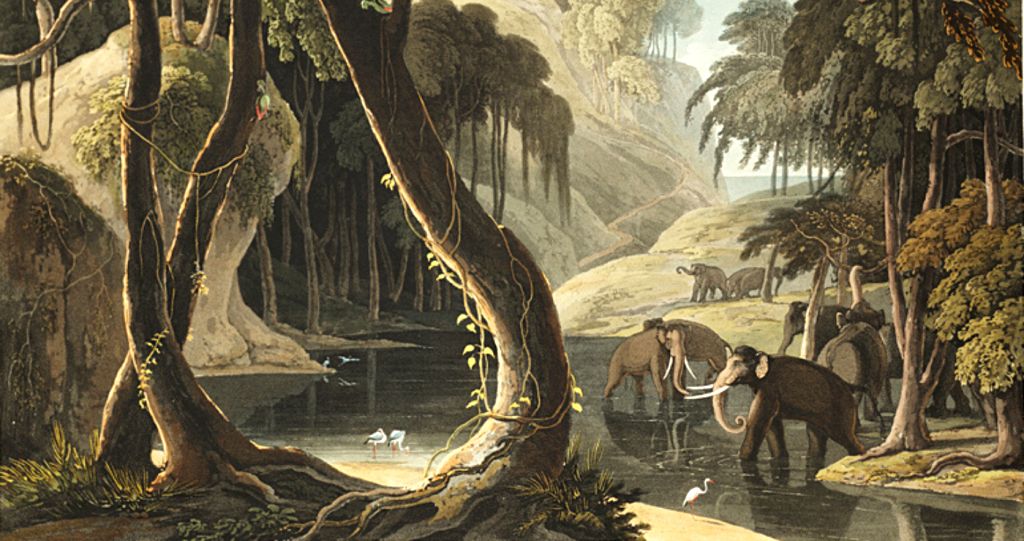 knysna elephants wikimedia