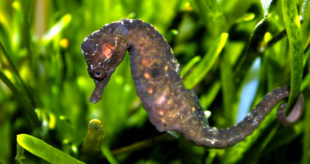 Knysna seahorse